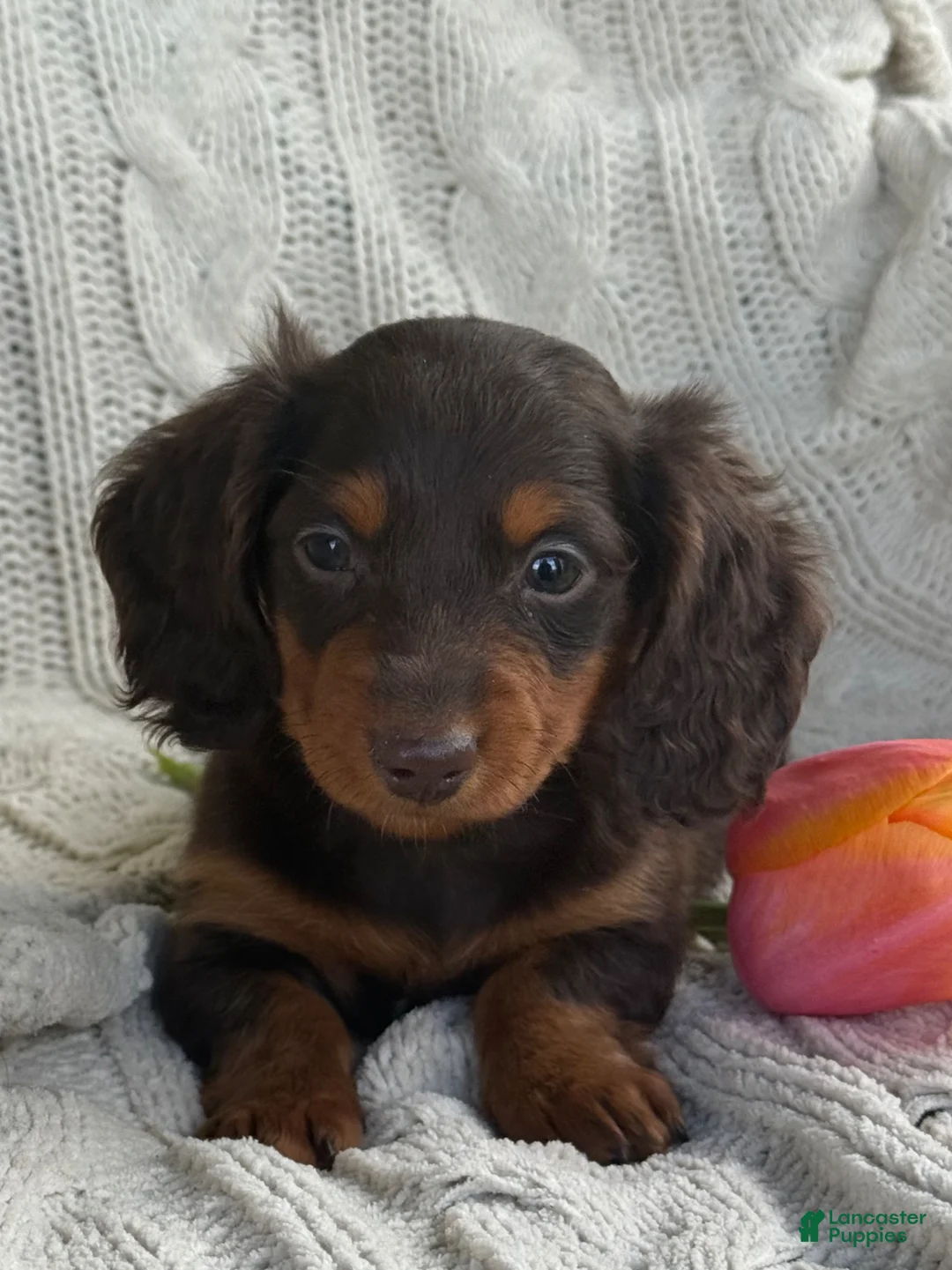 Miniature Dachshund dogs for sale: Tommy - Ad 5