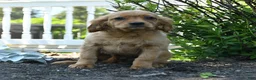 Miniature Golden Retriever dogs for sale: Bennet - Ad 1