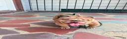 English Bulldog dogs for stud: Tyson  - Ad 1