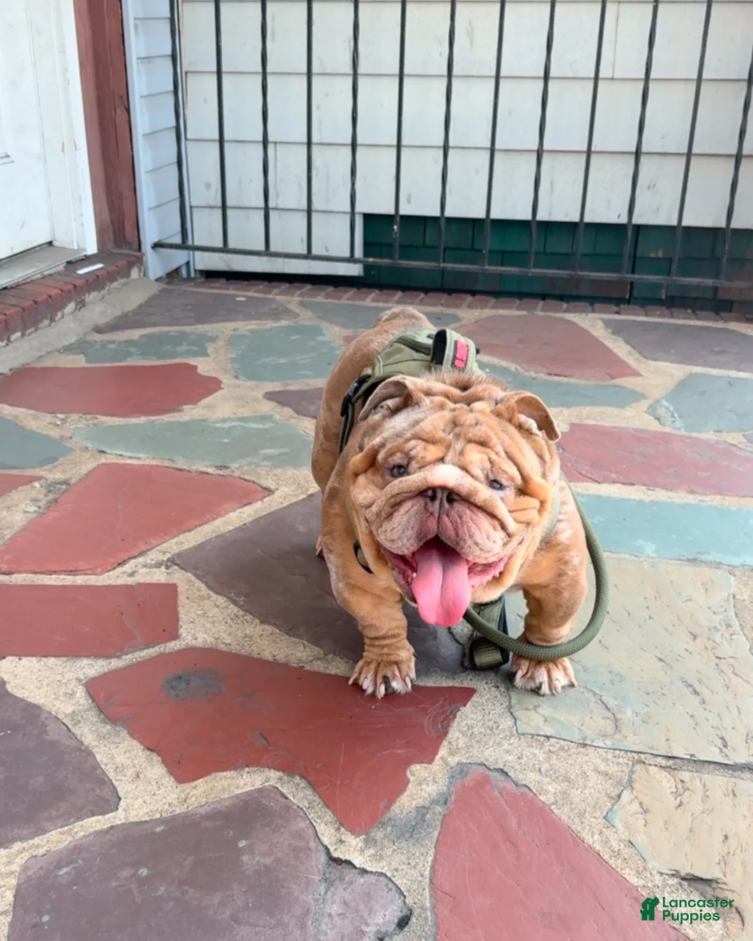 English Bulldog dogs for stud: Tyson  - Ad 1