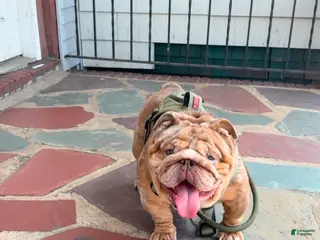 English Bulldog dogs Tyson - Ad 5
