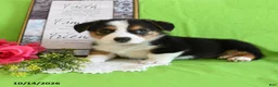 Welsh Corgi Pembroke dogs for sale: Enzo - Ad 4