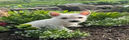 West Highland Terrier dogs for sale: Wren - Ad 2