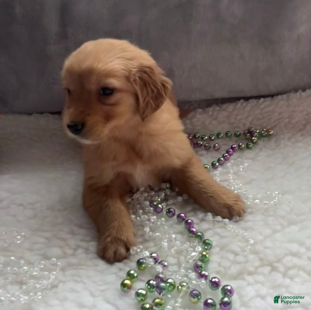 Golden Retriever dogs for sale: Kyla - Ad 2