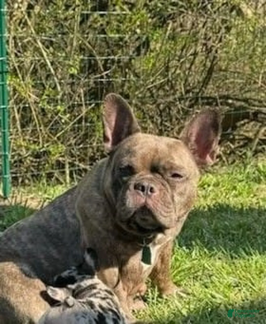 Gallery Image {{count}}