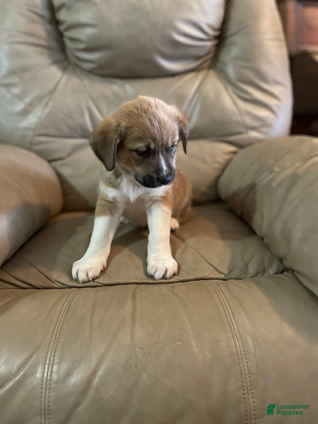 Mixed Breed dogs for sale: 💫Comet: one of Santa’s Rein-puppies  - Ad 8