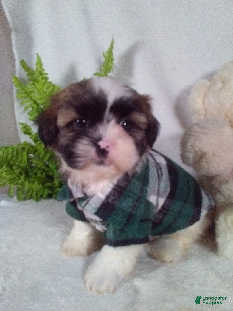 Shih Tzu dogs Astro - Ad 1