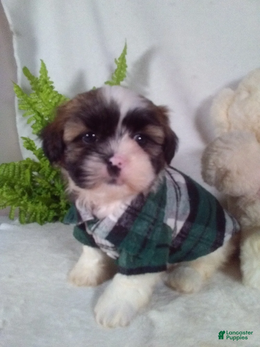 Shih Tzu dogs for sale: Astro - Ad 1
