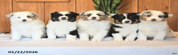 Miniature Australian Shepherd dogs for sale: Leo - Ad 5