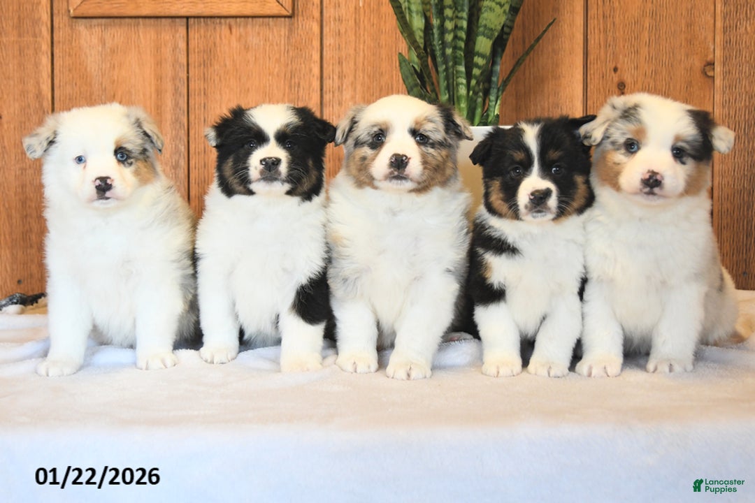 Miniature Australian Shepherd dogs for sale: Leo - Ad 5