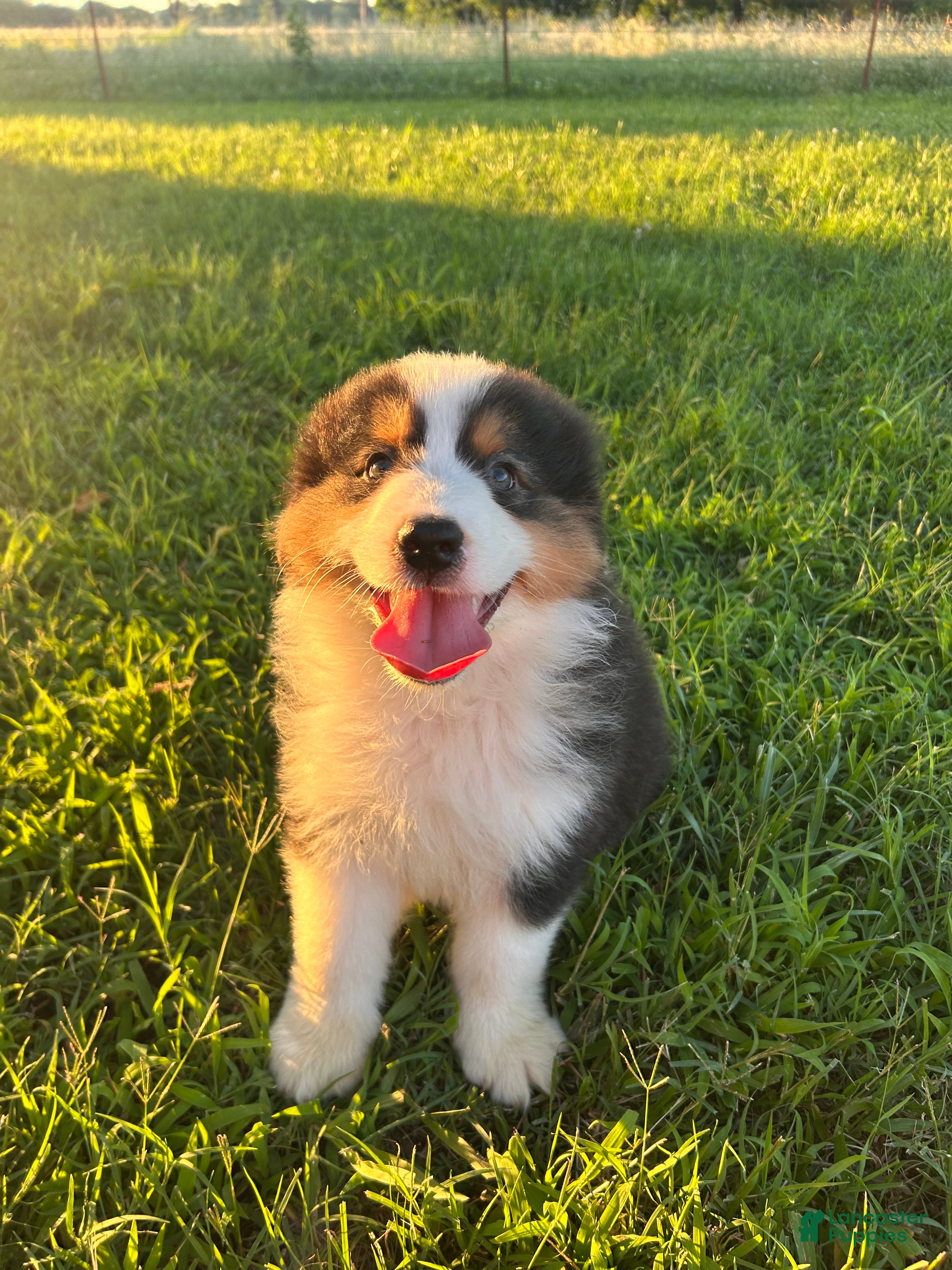 Australian Shepherd dogs for sale: “Pete” Black Tri Male  - Ad 1