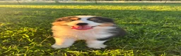Australian Shepherd dogs for sale: “Pete” Black Tri Male  - Ad 1