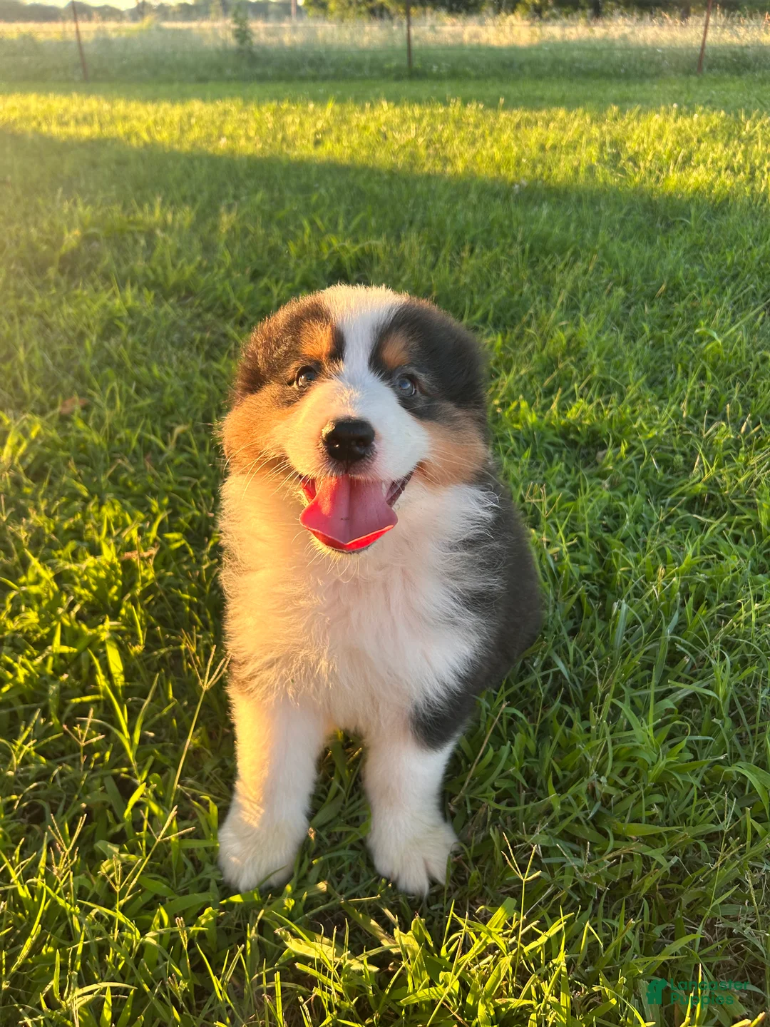 Australian Shepherd dogs for sale: “Pete” Black Tri Male  - Ad 1