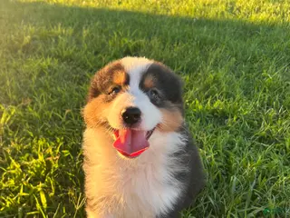 Australian Shepherd dogs for sale: “Pete” Black Tri Male - Ad 1