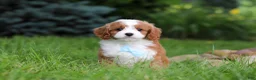 Cavapoo dogs for sale: Cody - Ad 4