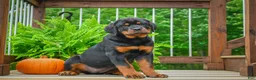 Rottweiler dogs for sale:  Sasha 🐾 - Ad 3
