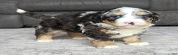 Mini Bernedoodle dogs for sale: Mini Archie  - Ad 11