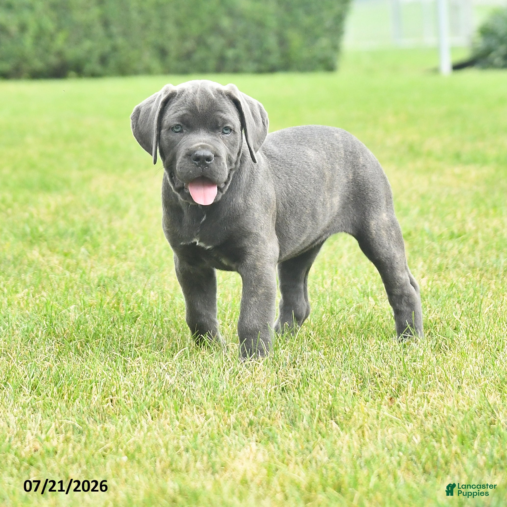 Cane Corso dogs Robin - Ad 2