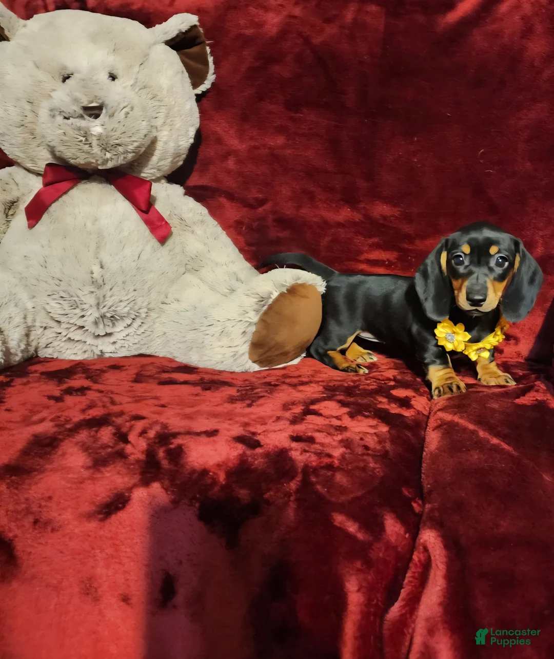 Miniature Dachshund dogs for sale: MISS MOLLY - Ad 2