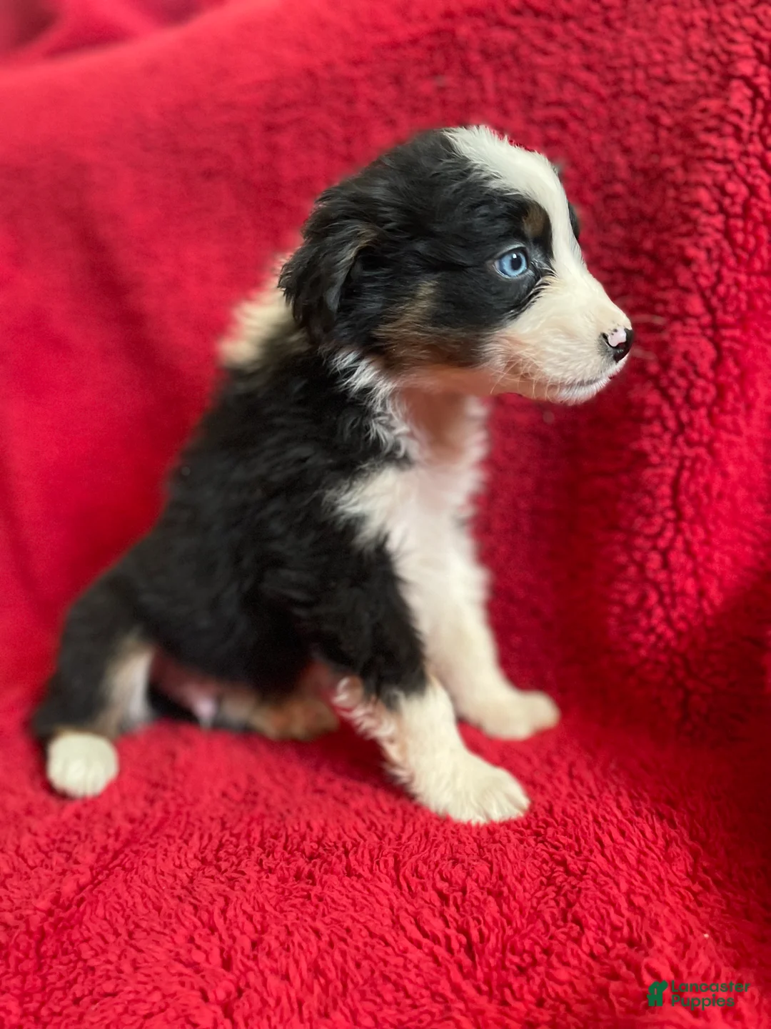 Australian Shepherd dogs for sale: Archer - Ad 3