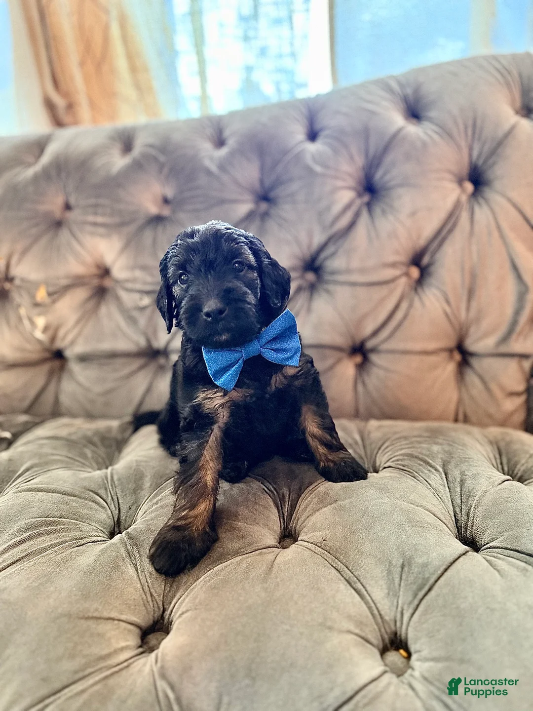 Goldendoodle dogs for sale: Yellow - Ad 2