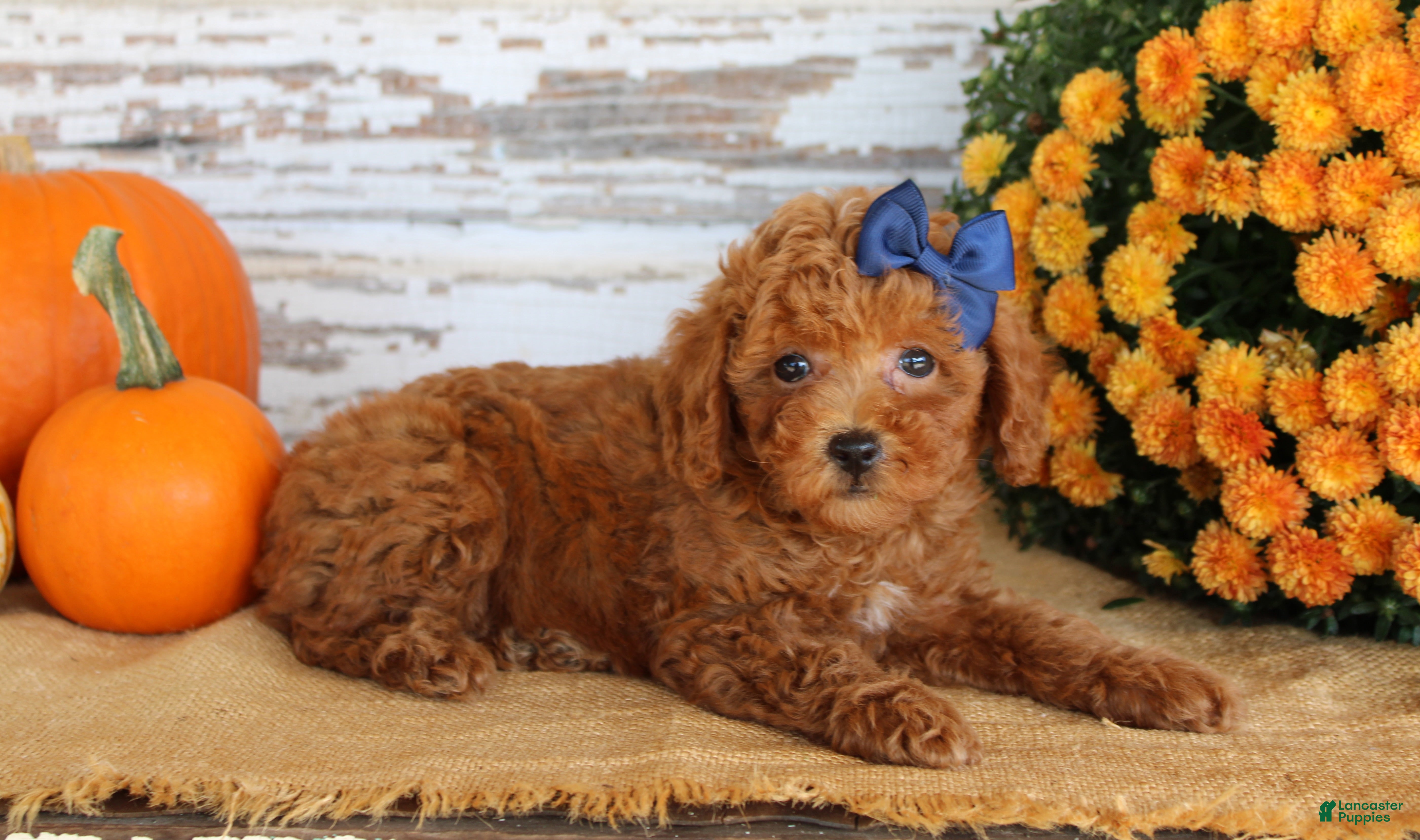 Toy Poodle dogs Custard - Ad 1
