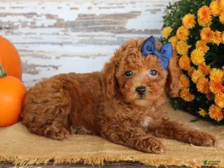 Toy Poodle dogs Custard - Ad 1