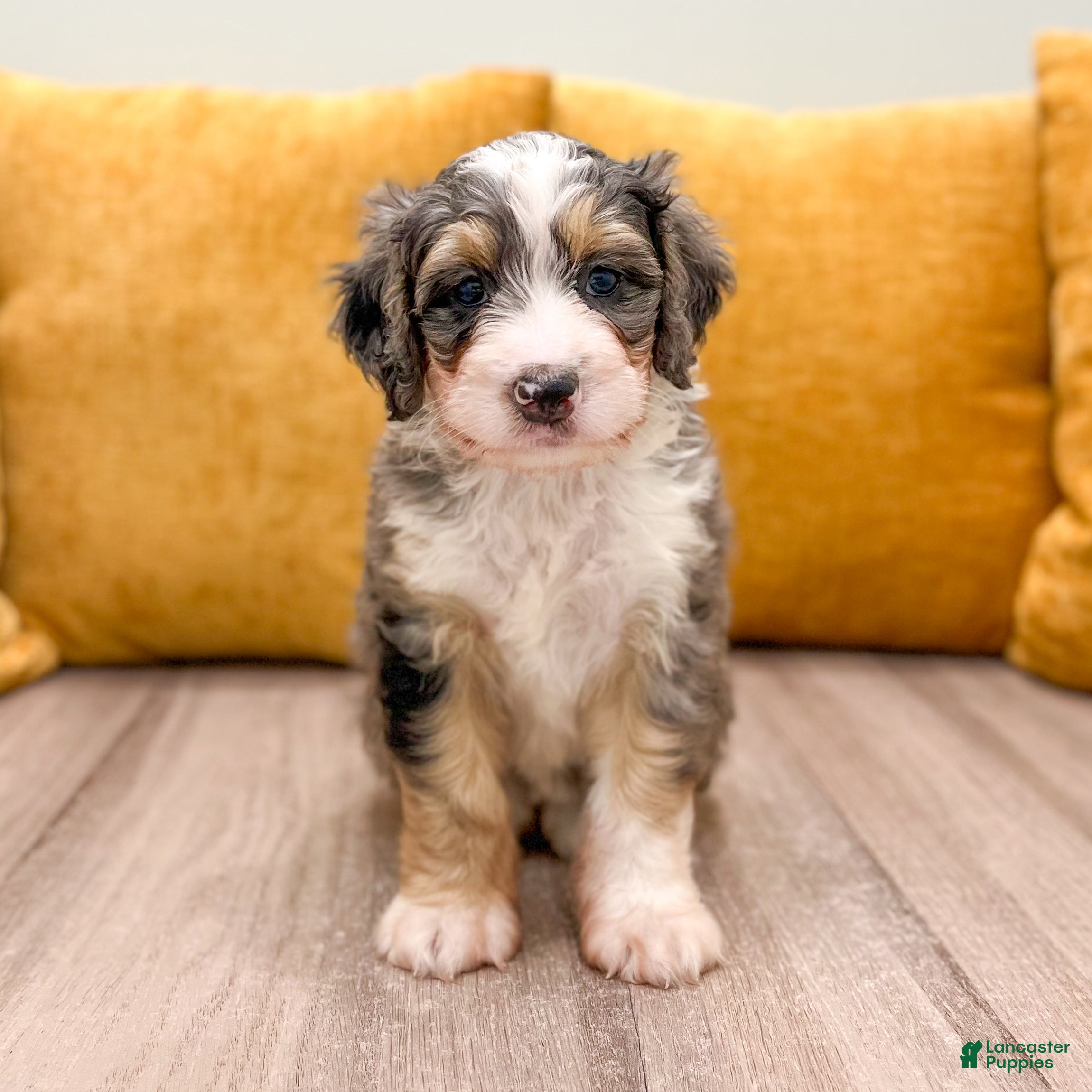 Mini Bernedoodle dogs Maddie - Ad 2