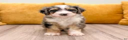 Mini Bernedoodle dogs for sale: Maddie - Ad 2
