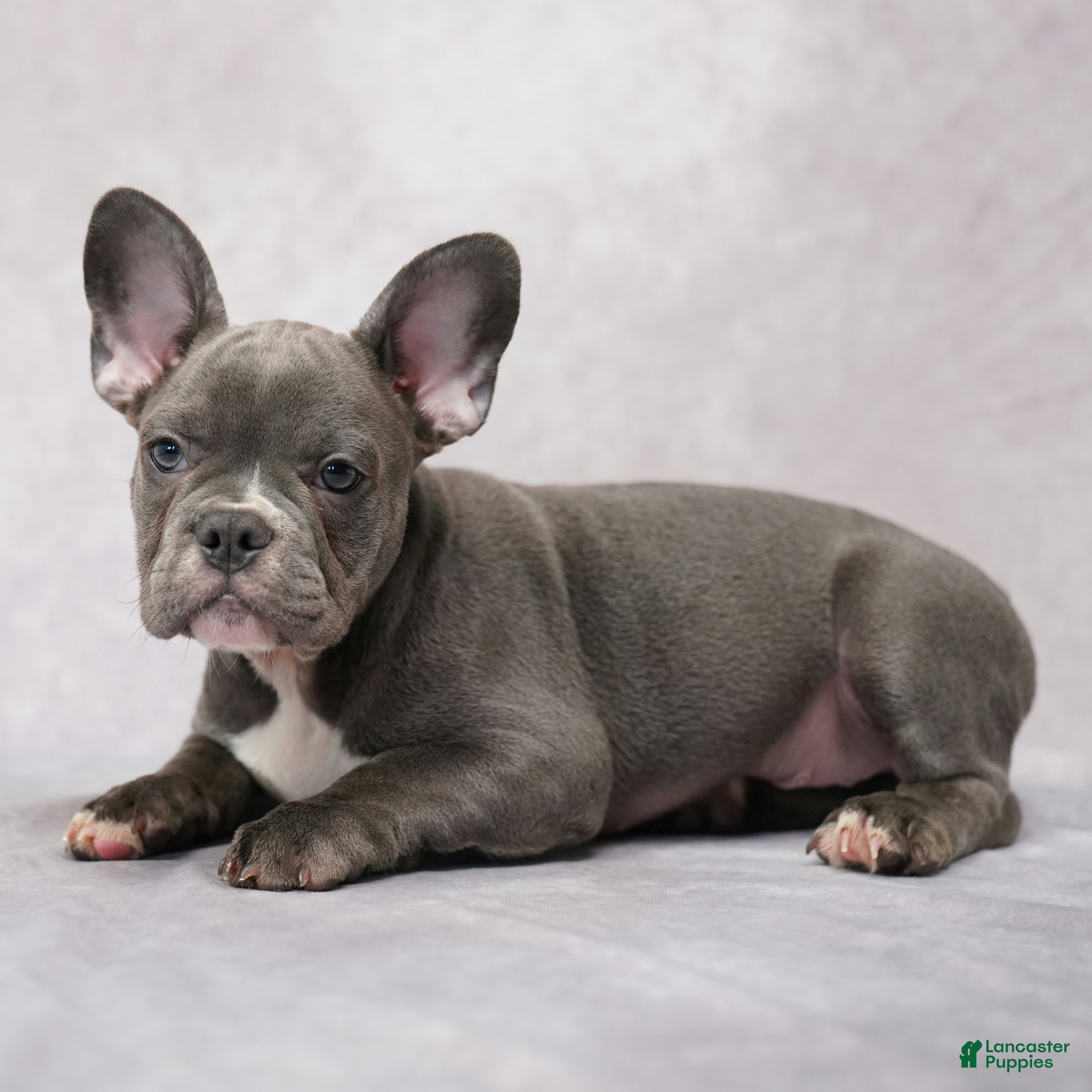 French Bulldog dogs Frank - Ad 2