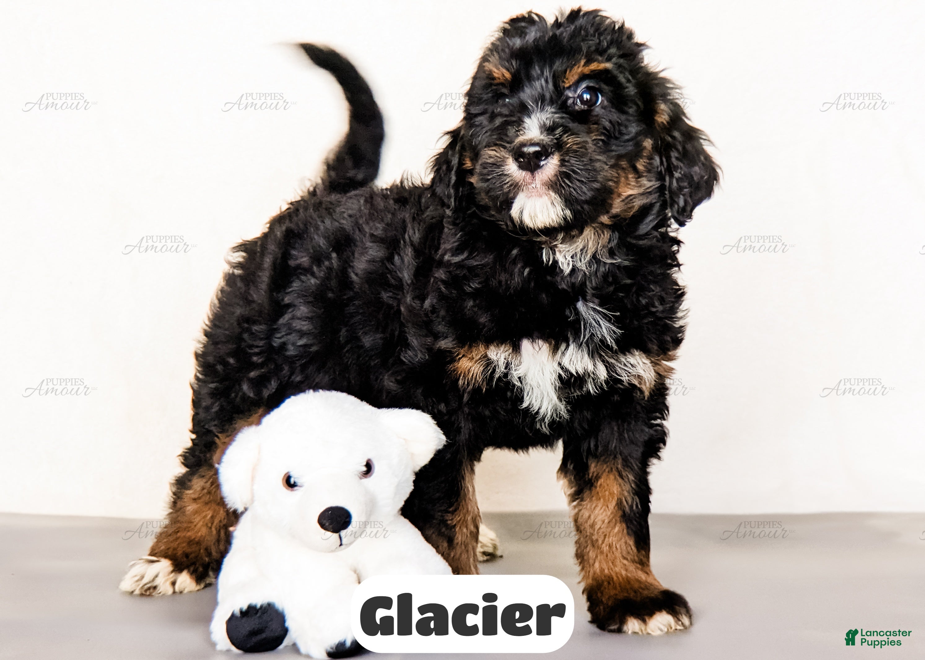 Bernedoodle dogs Glacier - Ad 2