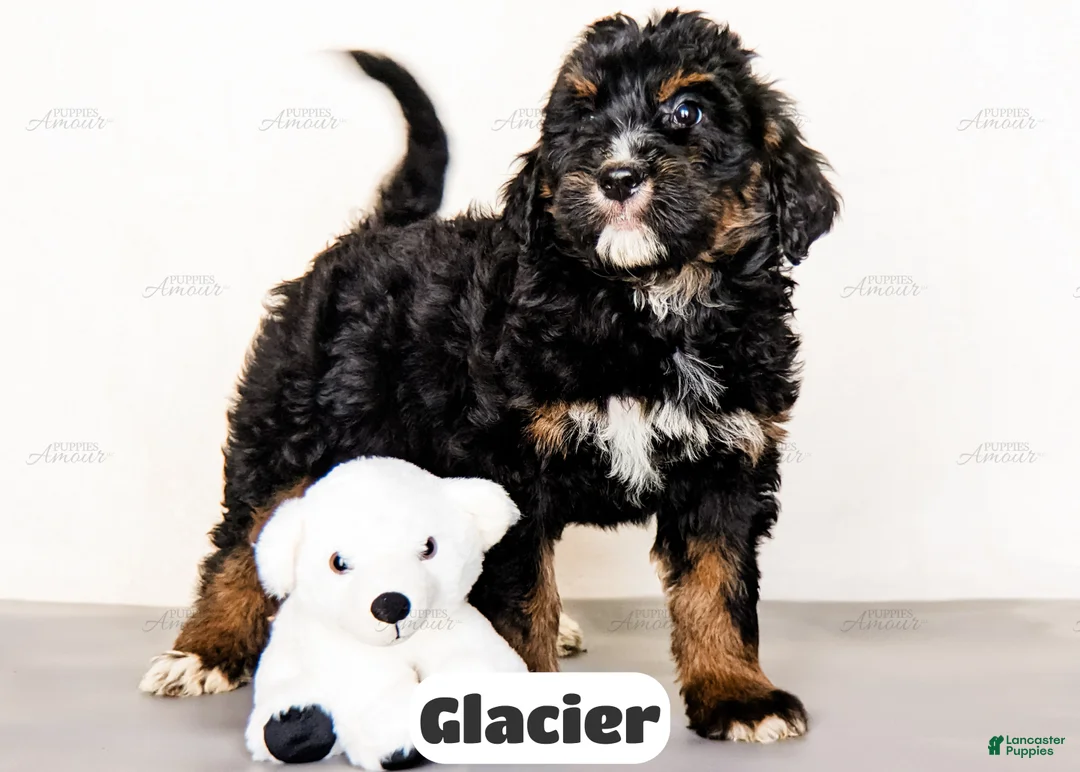Bernedoodle dogs for sale: Glacier - Ad 2