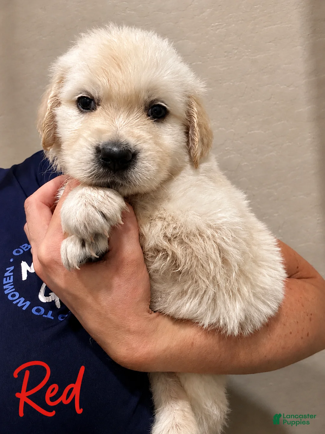 Golden Retriever dogs for sale: Bonsai - Ad 2