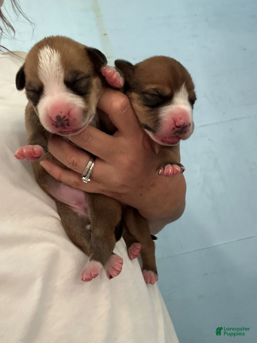 American Bulldog dogs for sale: American Bulldog Puppy 7 - Ad 1
