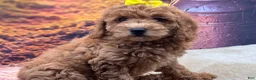 Miniature Poodle dogs for sale: Luna - Ad 3