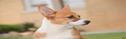 Welsh Corgi Pembroke dogs for sale: Rover - Ad 2