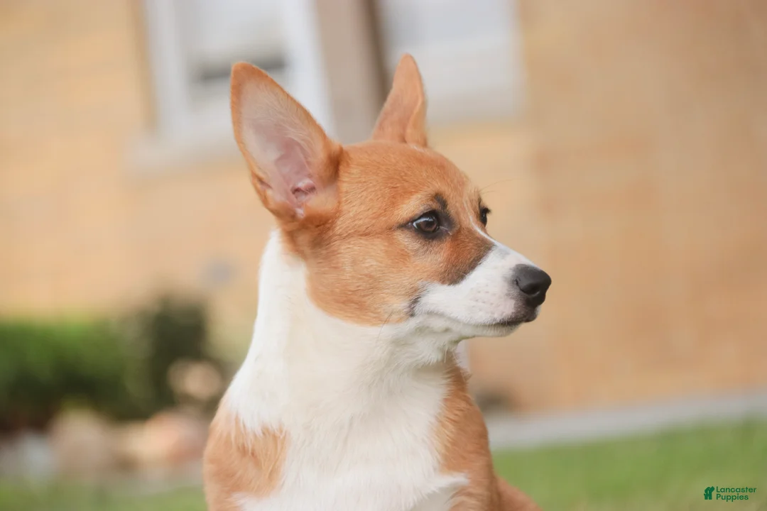 Welsh Corgi Pembroke dogs for sale: Rover - Ad 2