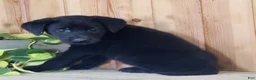 Labrador Retriever dogs for sale: Taffy - Ad 5