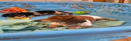 Miniature Dachshund dogs for sale: Kenny - Ad 8