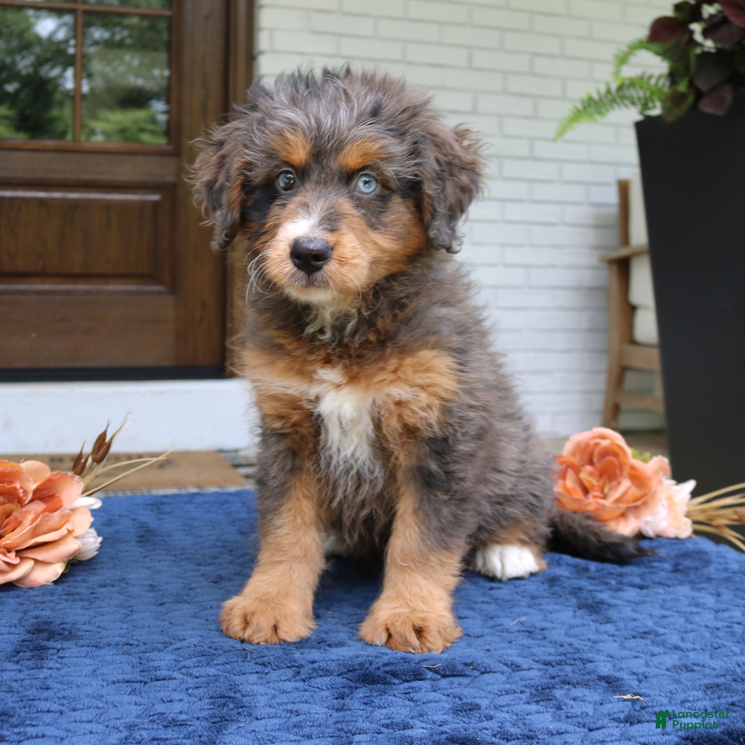 Kenzie Mini Bernedoodle for sale in Narvon | Lancaster Puppies