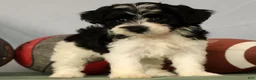 Yorkiepoo dogs for sale: Evelyn - Ad 7