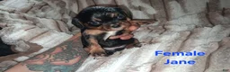 Cavalier King Charles Spaniel dogs for sale: Jane - Ad 1