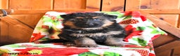 German Shepherd dogs for sale: Pirate - Ad 2
