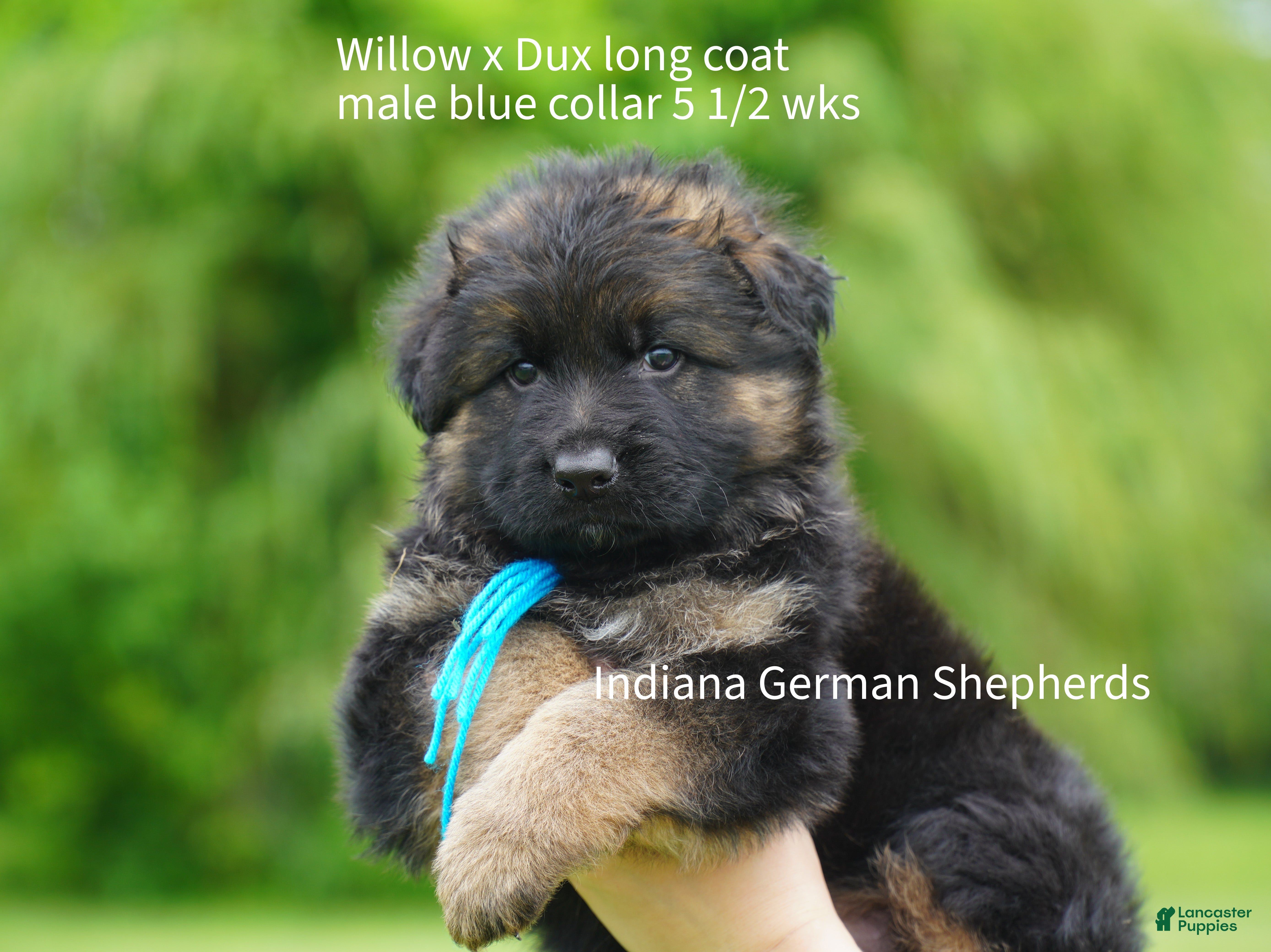 German Shepherd dogs German Shepherd male - blue collar - Ad 41