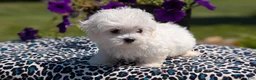Maltese dogs for sale: Tessa - Ad 9