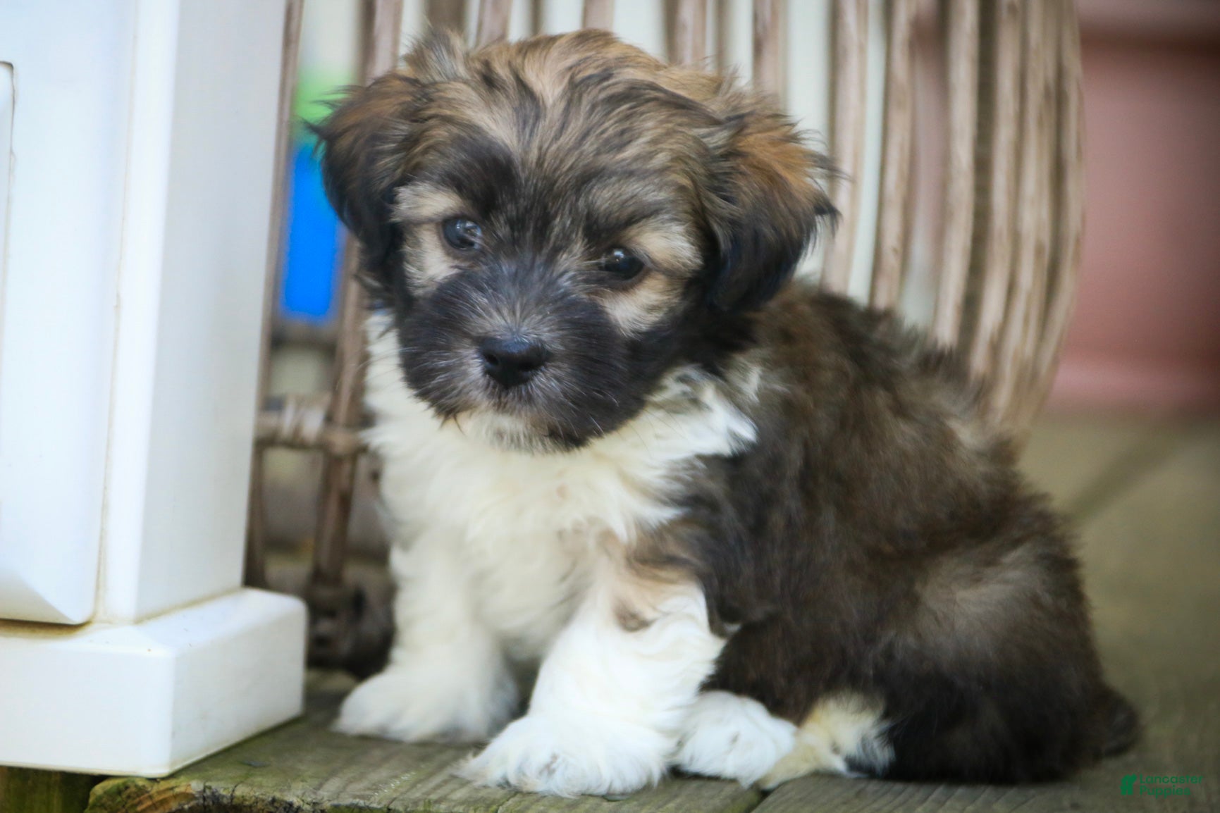 Havanese dogs Orion Havanese  - Ad 2