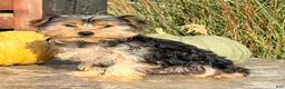 Yorkshire Terrier dogs for sale: Axel - Ad 5