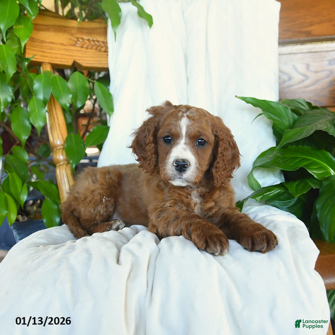 Cavapoo dogs for sale: Sawyer - Ad 3