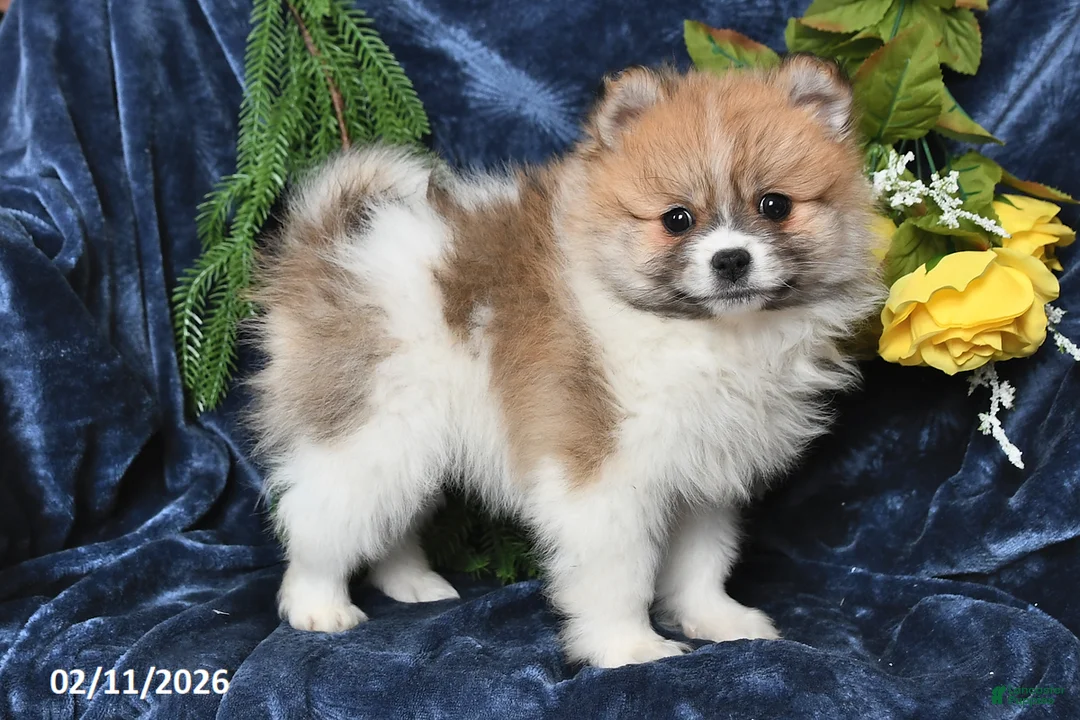 Pomeranian dogs for sale: Randy - Ad 1