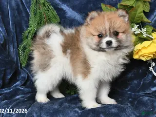 Pomeranian dogs Randy - Ad 28